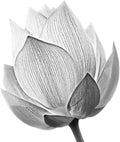 9ft H X 4ft W Wall Mural V846525