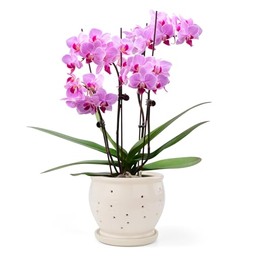 6.3" Ceramic Orchid Pots with Holes Crackle Glazed with Drainage and Separate Saucer White B926615