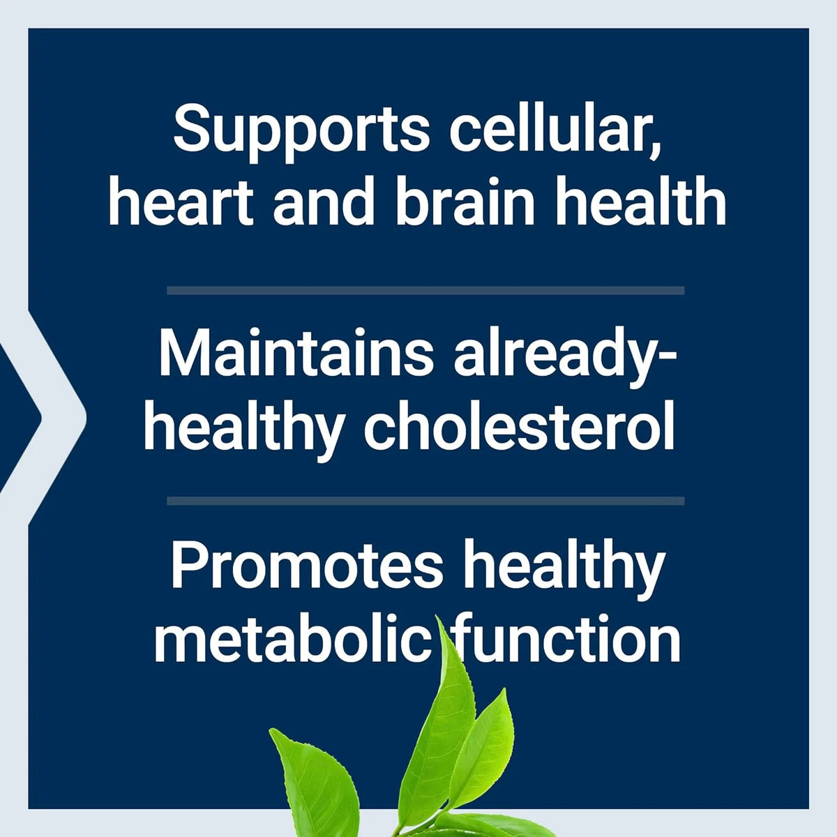 Decaffeinated Green Tea Extract 100 Capsules Q435