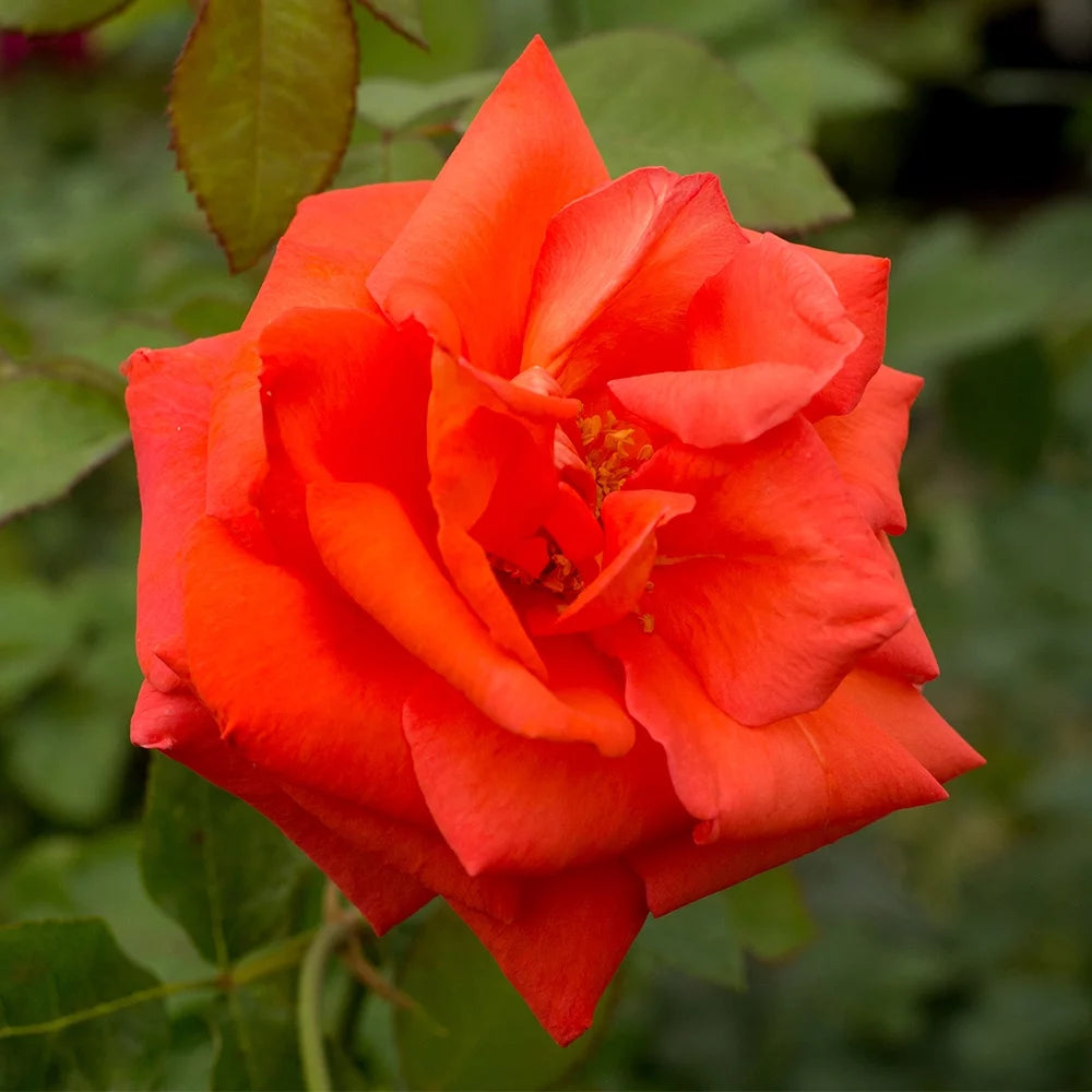 Hybrid Tea Rose Plant Z40950