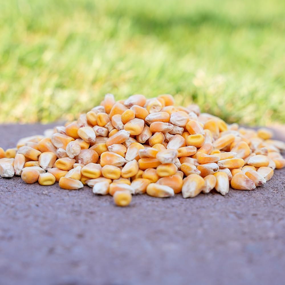 3-Pounds Whole Corn Wildlife Food B8109