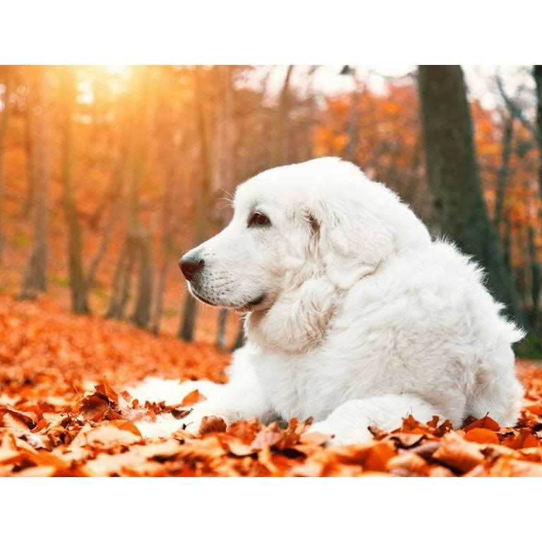 Krill Oil Soft Chews for Dogs D71067
