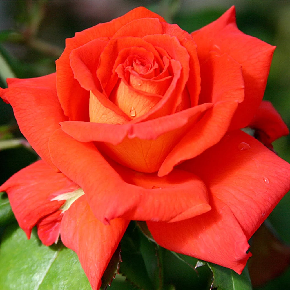 Hybrid Tea Rose Plant Z40950